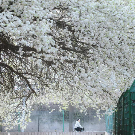 伶花颂